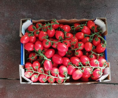Foto Pomodoro Pixel Origine Italia Marchio Giugno  3